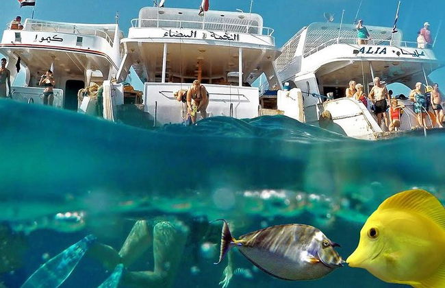 Snorkeling Trip en Hamata Islands desde Marsa Alam - Foto 4