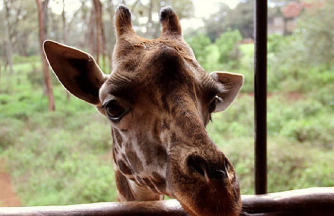 Visita al Karen Blixen Museum e al Giraffe Centre - Foto 6