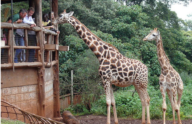 Visita al Karen Blixen Museum e al Giraffe Centre - Foto 1