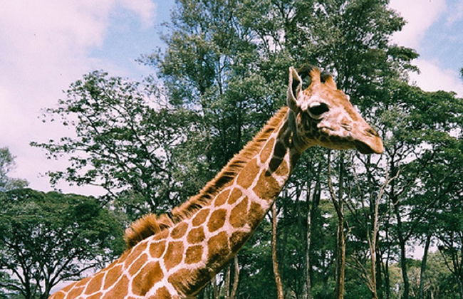 Visita al Karen Blixen Museum e al Giraffe Centre - Foto 5