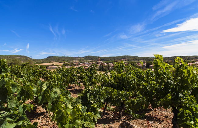 Tour privato delle cantine della Linguadoca in Citroën 2CV - Foto 5