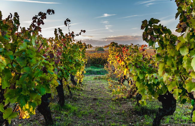 Tour privato delle cantine della Linguadoca in Citroën 2CV - Foto 7