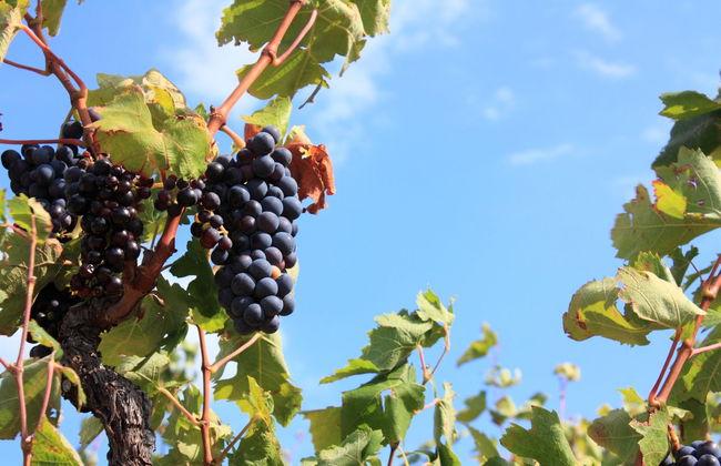 Tour privato delle cantine della Linguadoca in Citroën 2CV - Foto 6