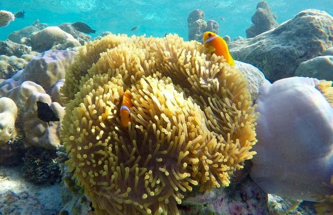 Islas Similan Phuket - Foto 1