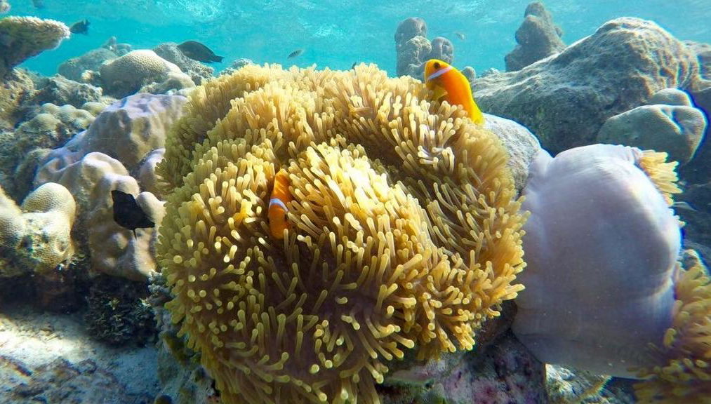 Islas Similan Phuket - Foto 1