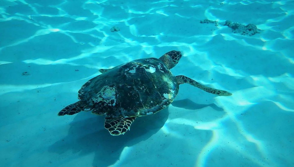 Islas Similan Phuket - Foto 2