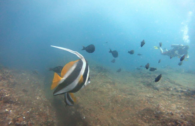 Scuba Diving in Mirissa - Photo 2