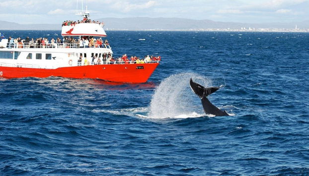 Avvistamento di balene - Foto 3