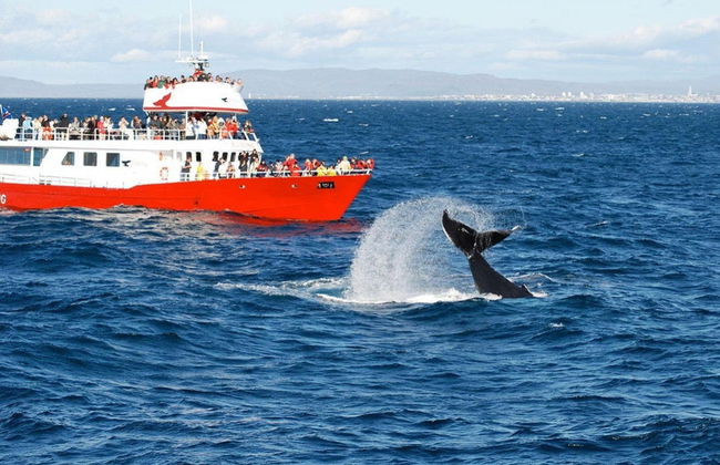 Whale Watching - Photo 3