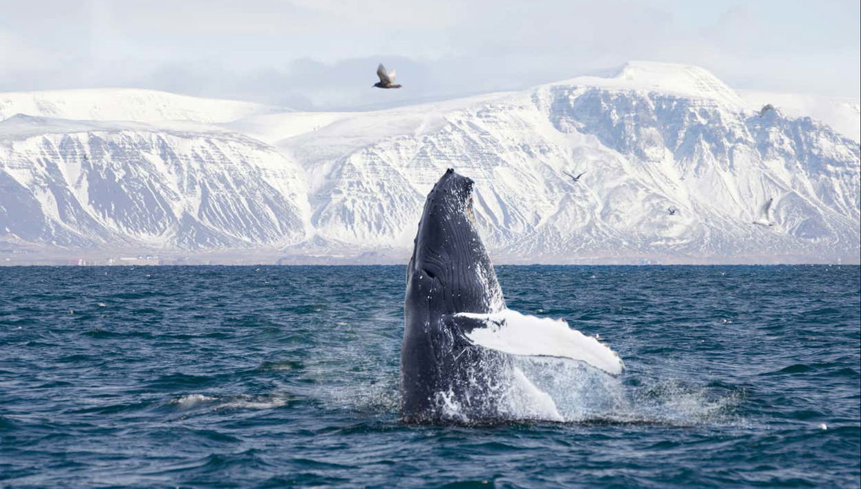 Whale Watching - Photo 1