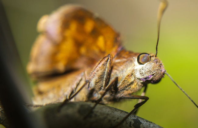 Escursione al giardino delle farfalle di Andoke e a Cristo Rey - Foto 6