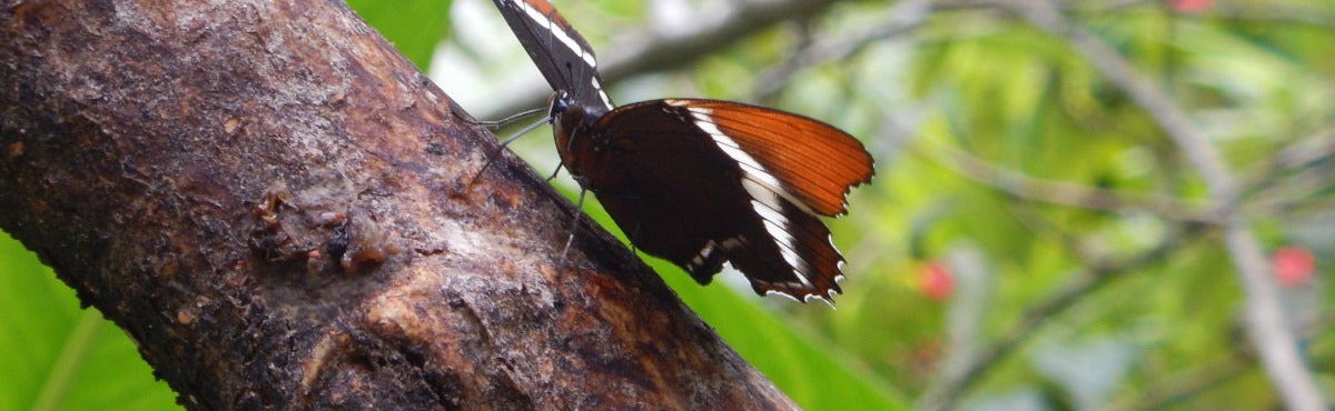 Andoke Butterfly Reserve & Cristo Rey Day Trip - Photo 1