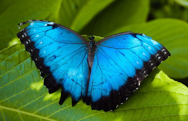 Escursione al giardino delle farfalle di Andoke e a Cristo Rey - Foto 1
