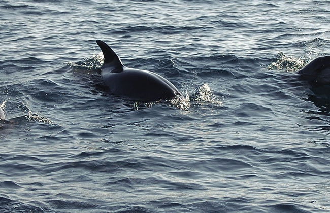 Escursione a Puerto El Morro con avvistamento di delfini - Foto 7