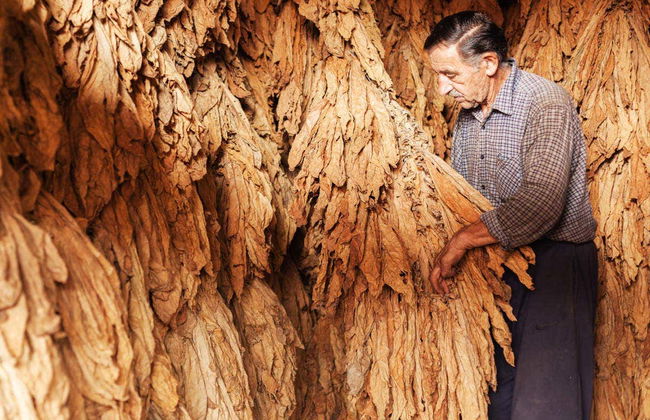 Safari por Higüey y los campos de azúcar - Foto 2