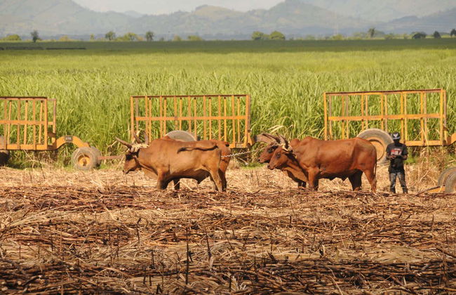 Safari por Higüey y los campos de azúcar - Foto 2