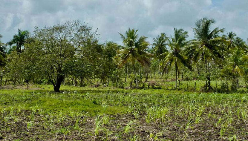 Higüey & Sugar Cane Fields Safari - Foto 3