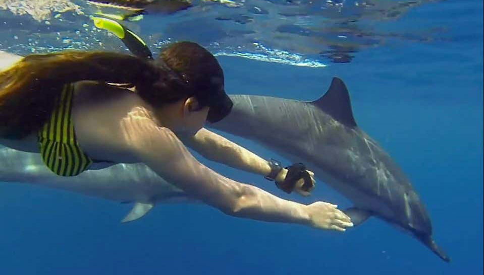Bagno con i delfini a Zanzibar - Foto 1
