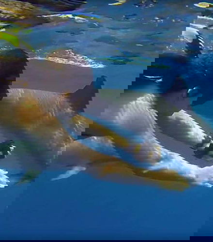 Foto de Nado con delfines en Zanzíbar