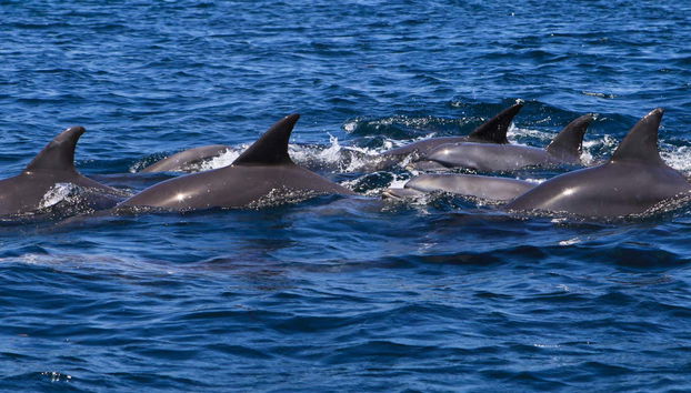 Nado com golfinhos em Zanzibar - Foto 2