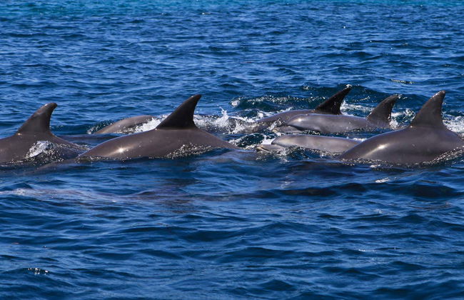 Swimming with Dolphins in Zanzibar - Photo 2
