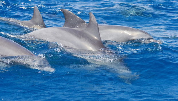 Swimming with Dolphins in Zanzibar - Foto 4