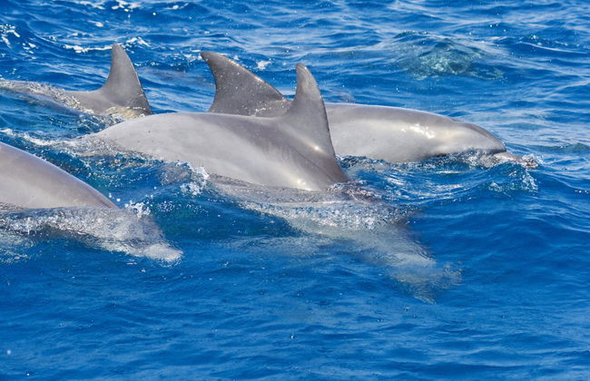 Swimming with Dolphins in Zanzibar - Photo 1