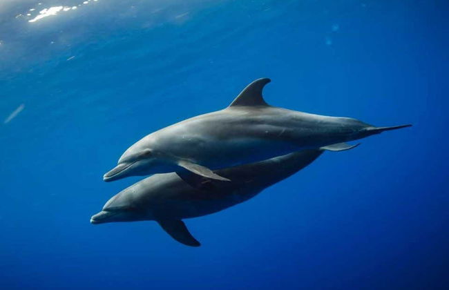 Swimming with Dolphins in Zanzibar - Foto 2