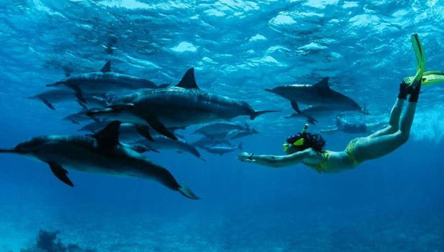 Bagno con i delfini a Zanzibar - Foto 3