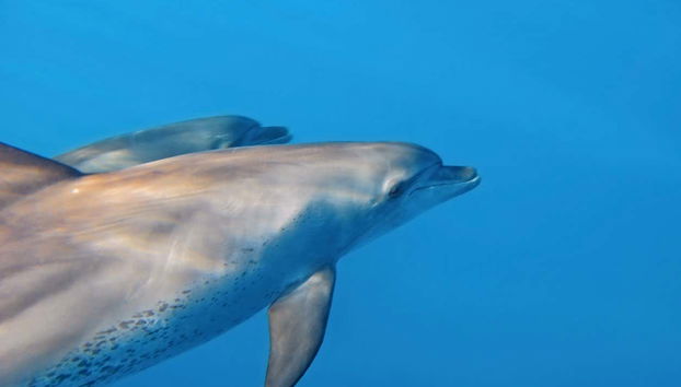 Nado com golfinhos em Zanzibar - Foto 3