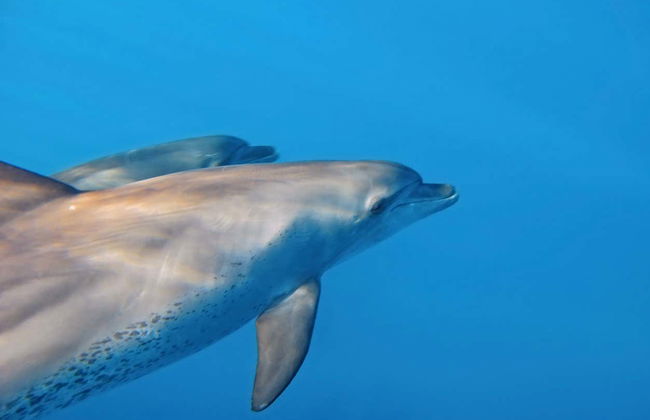 Swimming with Dolphins in Zanzibar - Photo 3