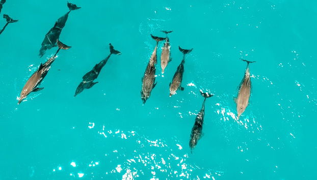 Bagno con i delfini a Zanzibar - Foto 4