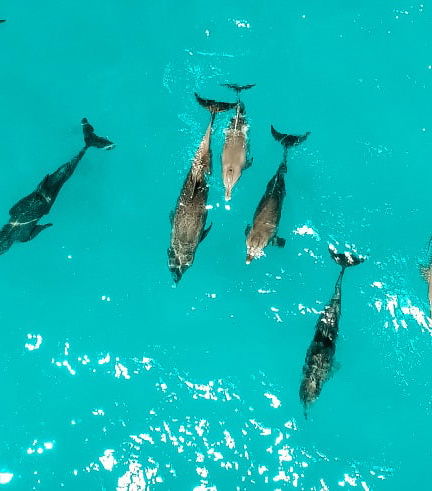 Foto - Nado privado com golfinhos em Zanzibar
