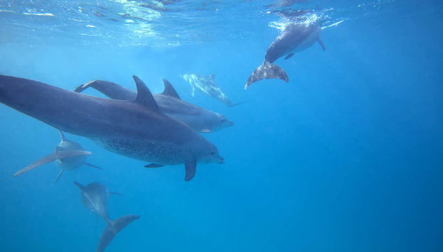 Nado com golfinhos em Zanzibar - Foto 4