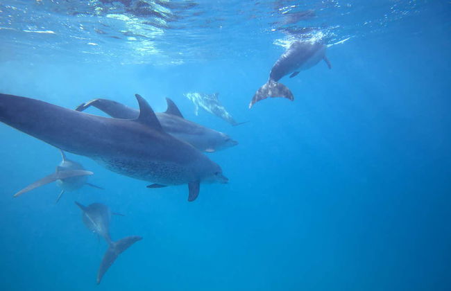 Swimming with Dolphins in Zanzibar - Photo 4