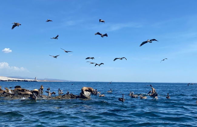 Excursión a la isla Espíritu Santo en barco - Foto 7