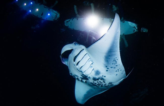 Night Swim with Manta Rays - Photo 4