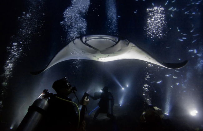 Plongée nocturne avec les raies mantas - Photo 1