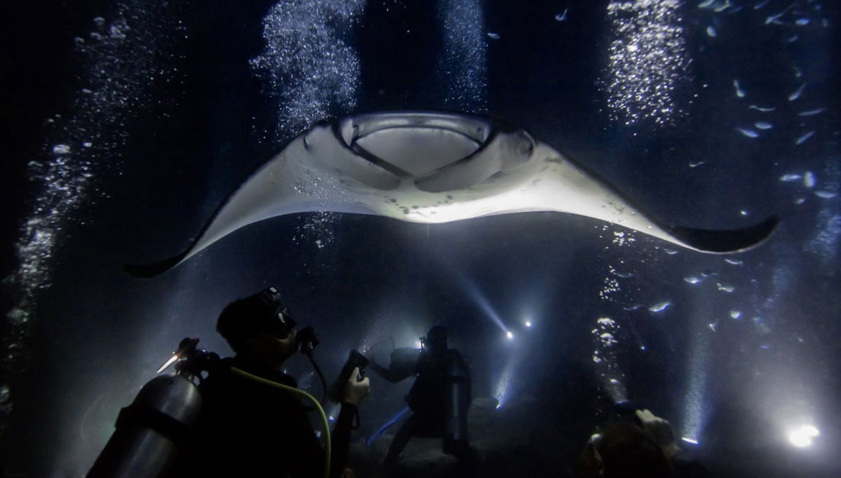 Bagno notturno con le mante giganti - Foto 1