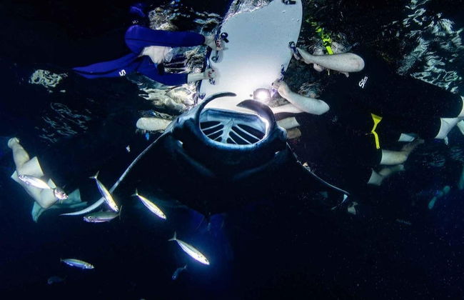 Night Swim with Manta Rays - Photo 3