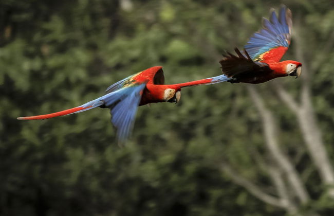 Puerto Maldonado 3 Day Tour - Foto 1