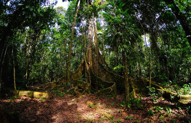 Puerto Maldonado 3 Day Tour - Foto 2