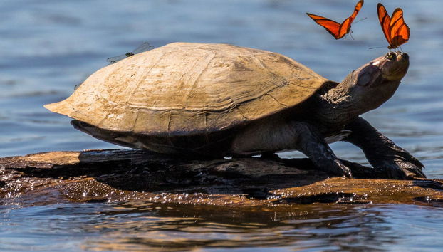 Excursion de 3 jours à Puerto Maldonado - Photo 4