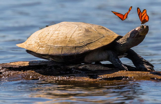 Puerto Maldonado 3 Day Tour - Foto 4