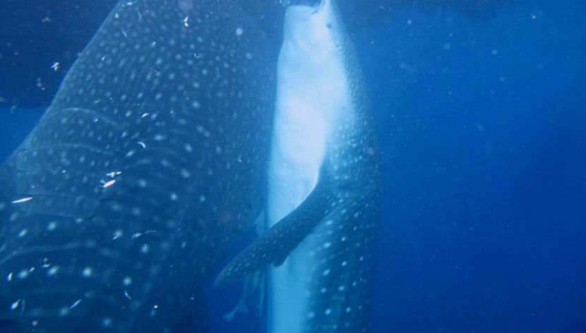 Swimming with Whale Sharks Experience - Foto 2
