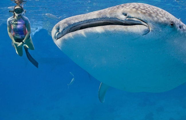 Nado con tiburones ballena - Foto 5