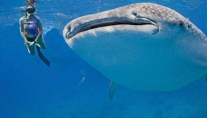 Swimming with Whale Sharks Experience - Foto 3