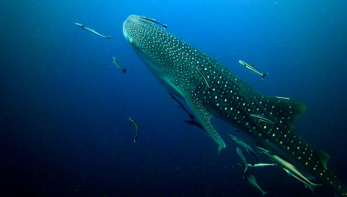 Nager avec des requins baleines - Photo 1