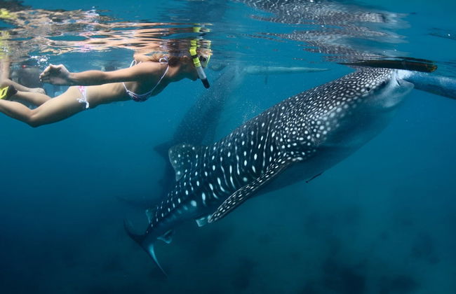Bagno con squali balena a La Paz - Foto 3