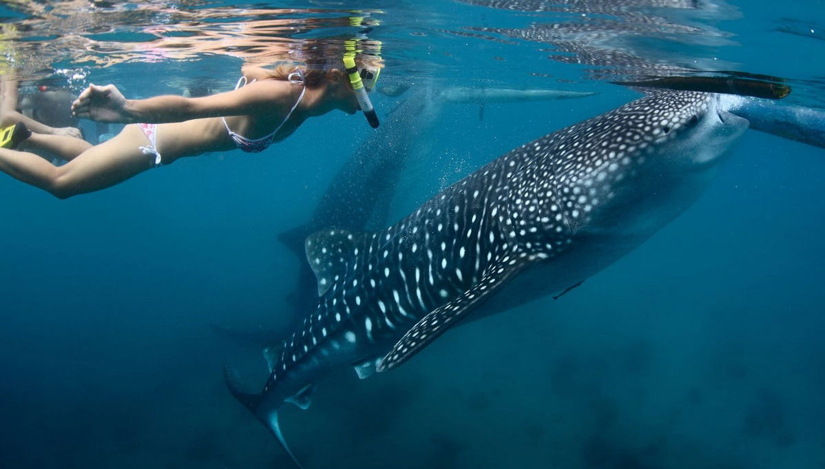 Swimming with Whale Sharks Tour - Photo 1